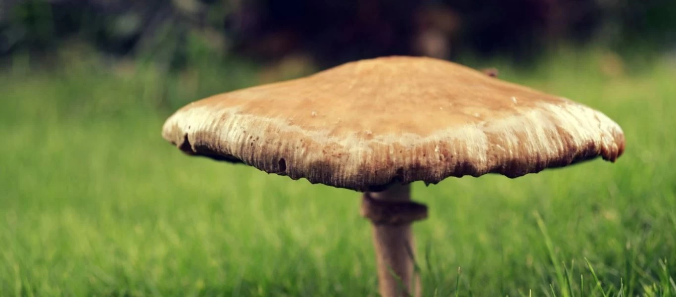 Αυτή είναι η τροφή που μπορεί να μειώσει τον κίνδυνο προεκλαμψίας